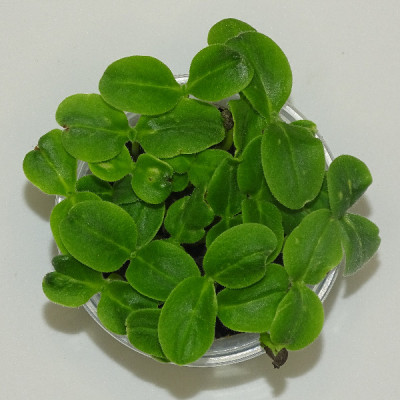 Microgreens de Borraja – Blister Cortado Fresco, Suave y Listo para Consumir | Mikagreens