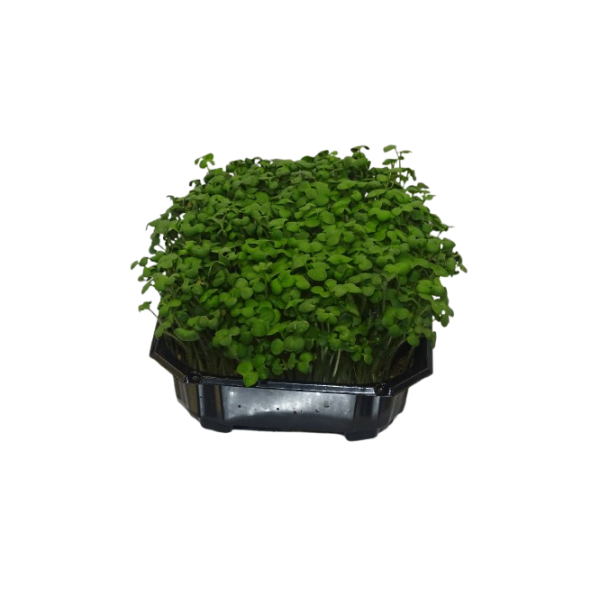 Maceta de Mostaza blanca