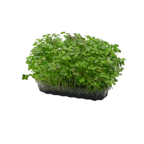 Microplanta Rábano Verde Fresca-Blister