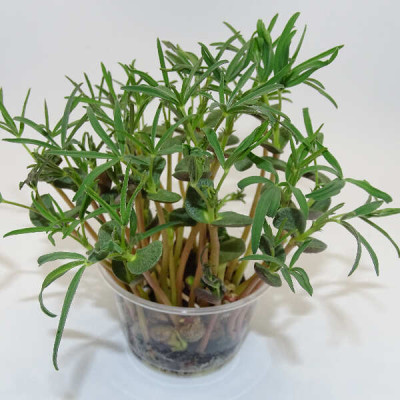 Microgreens de Altramuz en Maceta Viva | Microvegetales Proteicos, Frescos y Siempre Listos para Cortar