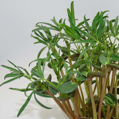 Microgreens de Altramuz en Maceta Viva | Microvegetales Proteicos, Frescos y Siempre Listos para Cortar