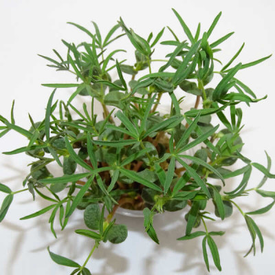 Microgreens de Altramuz en Maceta Viva | Microvegetales Proteicos, Frescos y Siempre Listos para Cortar