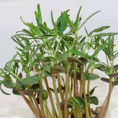 Microgreens de Altramuz en Blíster Cortado | Microvegetales Proteicos, Frescos y Listos para Consumir