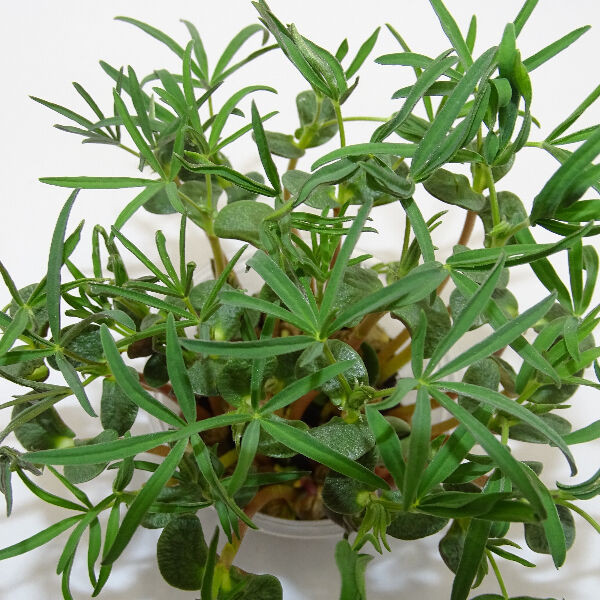 Microgreens de Altramuz en Blíster Cortado | Microvegetales Proteicos, Frescos y Listos para Consumir