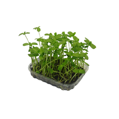 Brotes Girasol Mikagreens - 20grs - 50grs - Blister