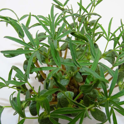 Microgreens de Altramuz en Blíster Cortado | Microvegetales Proteicos, Frescos y Listos para Consumir