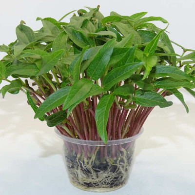 Microgreens de Frijol Mungo – Microvegetal Fresco y Crujiente en Maceta Viva | Mikagreens