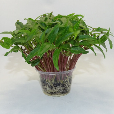 Microgreens de Frijol Mungo – Microvegetal Fresco y Crujiente en Maceta Viva | Mikagreens