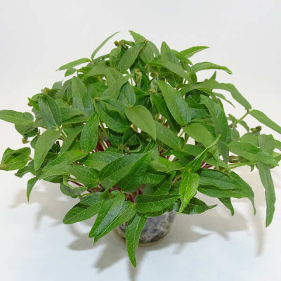 Microgreens de Frijol Mungo – Microvegetal Fresco y Crujiente en Maceta Viva | Mikagreens