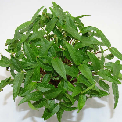 Microgreens de Frijol Mungo – Blister Cortado Fresco, Crujiente y Listo para Consumir | Mikagreens