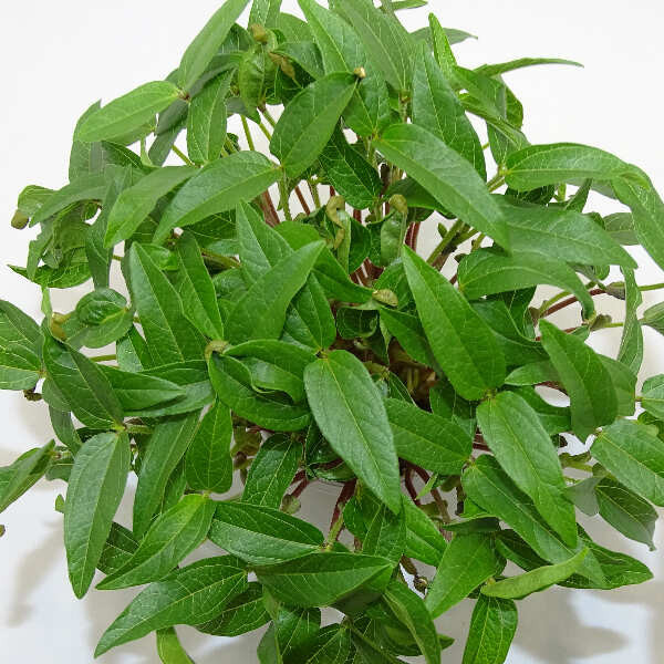 Microgreens de Frijol Mungo – Blister Cortado Fresco, Crujiente y Listo para Consumir | Mikagreens