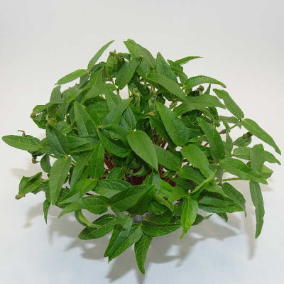 Microgreens de Frijol Mungo – Blister Cortado Fresco, Crujiente y Listo para Consumir | Mikagreens