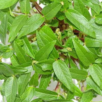 Microgreens de Frijol Mungo – Blister Cortado Fresco, Crujiente y Listo para Consumir | Mikagreens