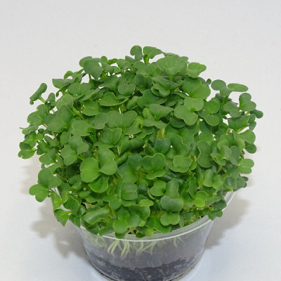 Microgreens de Brócoli Raab en Maceta Viva | Microvegetales Frescos y Nutritivos