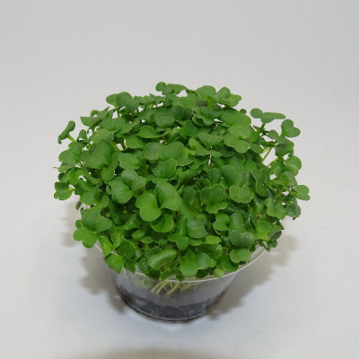 Microgreens de Brócoli Raab en Maceta Viva | Microvegetales Frescos y Nutritivos