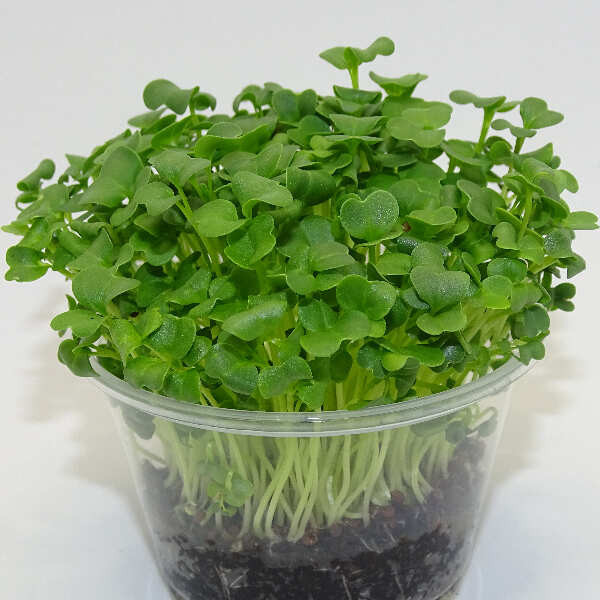 Microgreens de Brócoli Raab en Maceta Viva | Microvegetales Frescos y Nutritivos