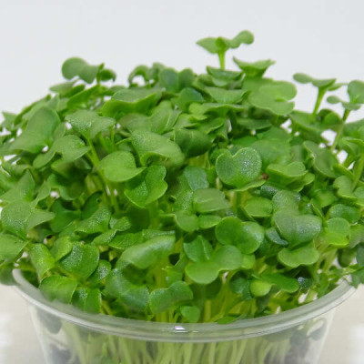 Microgreens de Brócoli Raab en Blíster | Microvegetales Frescos, Cortados y Listos para Consumir