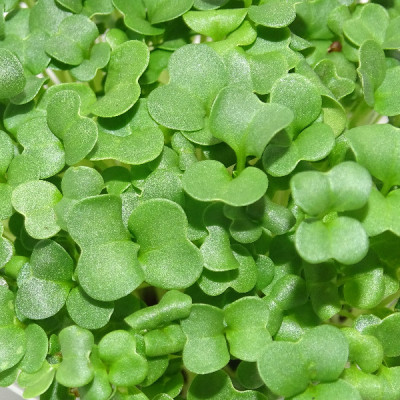 Microgreens de Brócoli Raab en Blíster | Microvegetales Frescos, Cortados y Listos para Consumir