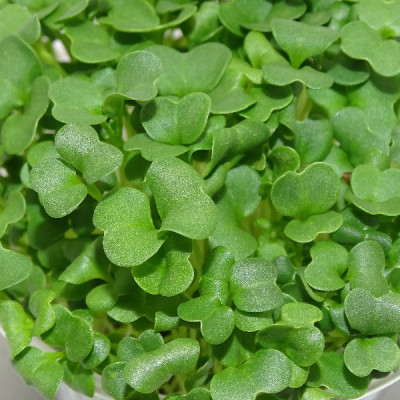 Microgreens de Brócoli Raab en Blíster | Microvegetales Frescos, Cortados y Listos para Consumir