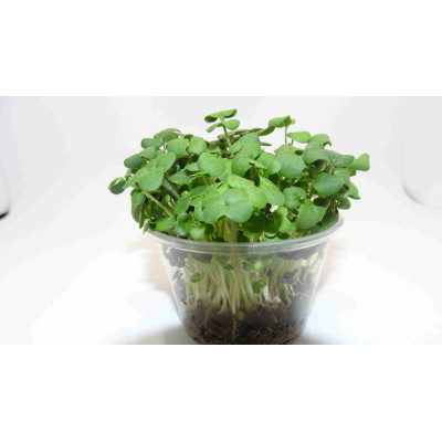 Microgreens Asian Mix (Mix Asiático) en Maceta Viva | Microvegetales Frescos, Aromáticos y de Corte Directo