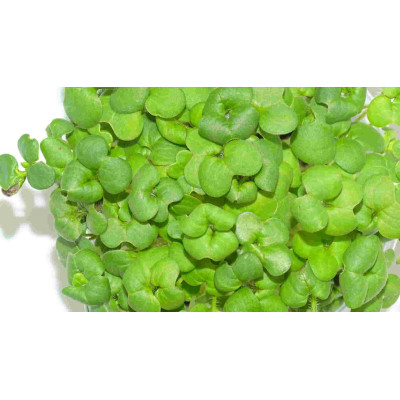 Microgreens Asian Mix (Mix Asiático) en Maceta Viva | Microvegetales Frescos, Aromáticos y de Corte Directo