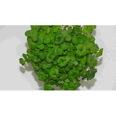 Microgreens Asian Mix en Blíster Cortado | Microvegetales Asiáticos Frescos, Exóticos y Listos para Consumir