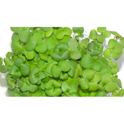 Microgreens Asian Mix en Blíster Cortado | Microvegetales Asiáticos Frescos, Exóticos y Listos para Consumir