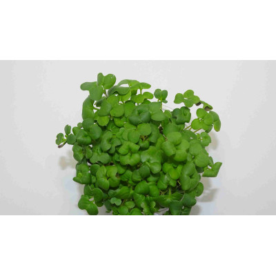 Microgreens Asian Mix en Blíster Cortado | Microvegetales Asiáticos Frescos, Exóticos y Listos para Consumir