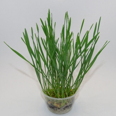 Microgreens de Trigo Fresco – Pasto Joven en Maceta Viva | Mikagreens