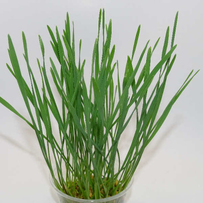 Microgreens de Trigo Fresco – Pasto Joven en Maceta Viva | Mikagreens