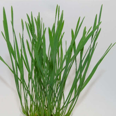 Microgreens de Trigo Fresco – Pasto Joven en Maceta Viva | Mikagreens