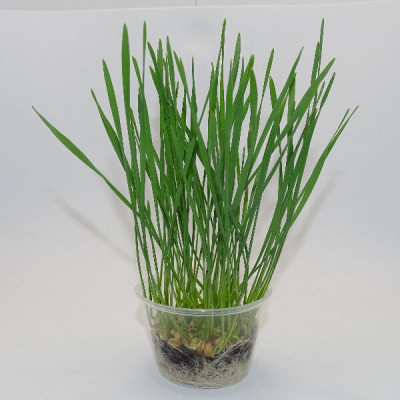 Microgreens de Trigo Fresco – Pasto Joven en Maceta Viva | Mikagreens