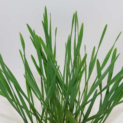 Microgreens de Trigo – Pasto de Trigo Joven Fresco en Blister Cortado | Mikagreens