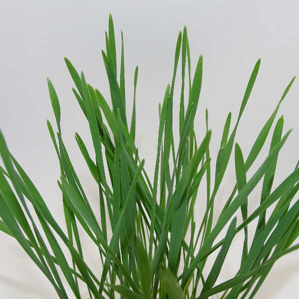 Microgreens de Trigo – Pasto de Trigo Joven Fresco en Blister Cortado | Mikagreens