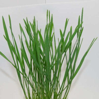 Microgreens de Trigo – Pasto de Trigo Joven Fresco en Blister Cortado | Mikagreens