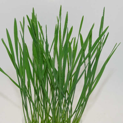 Microgreens de Trigo – Pasto de Trigo Joven Fresco en Blister Cortado | Mikagreens