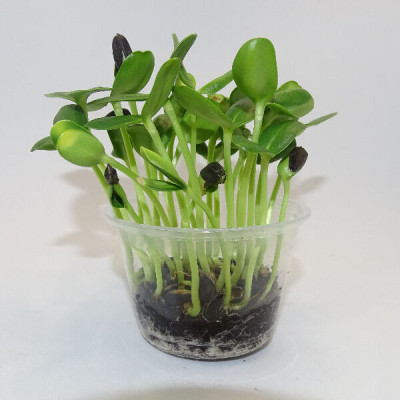 Microgreens de Girasol Grande en Maceta Viva | Microvegetales Frescos, Crujientes y Nutritivos