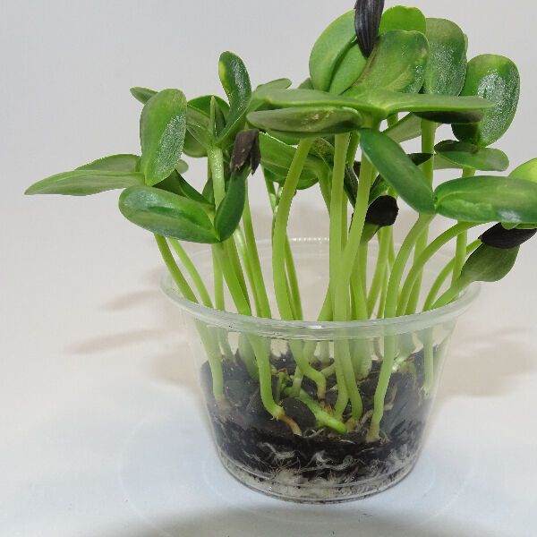 Microgreens de Girasol Grande en Maceta Viva | Microvegetales Frescos, Crujientes y Nutritivos