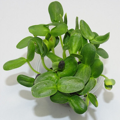 Microgreens de Girasol Grande en Maceta Viva | Microvegetales Frescos, Crujientes y Nutritivos