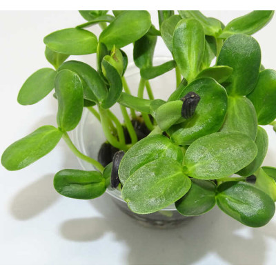 Microgreens de Girasol Grande en Blíster | Microvegetales Frescos, Crujientes y Listos para Consumir