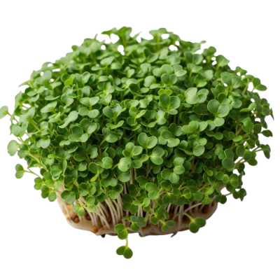 Microplanta Brócoli – Alto en Sulforafano Natural