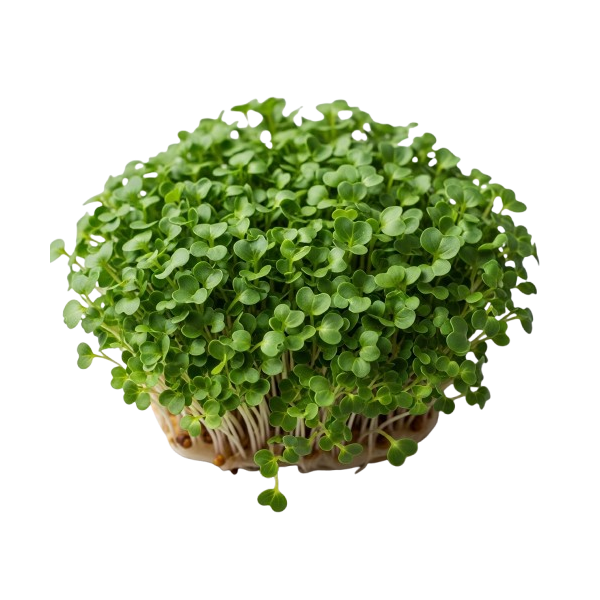 Microplanta Brócoli – Alto en Sulforafano Natural