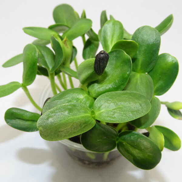 Microgreens de Girasol Grande en Blíster | Microvegetales Frescos, Crujientes y Listos para Consumir