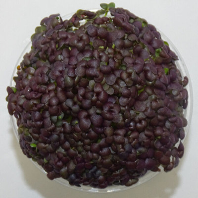 Microgreens de Mostaza Roja en Maceta Viva | Microvegetales de Sabor Intenso, Color Vibrante y Siempre Listos para Cortar