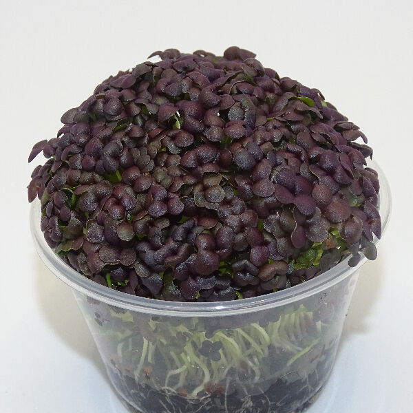 Microgreens de Mostaza Roja en Maceta Viva | Microvegetales de Sabor Intenso, Color Vibrante y Siempre Listos para Cortar