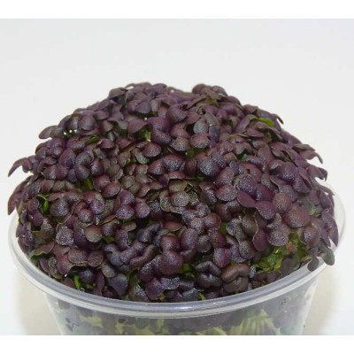 Microgreens de Mostaza Roja en Maceta Viva | Microvegetales de Sabor Intenso, Color Vibrante y Siempre Listos para Cortar