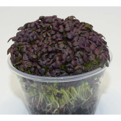 Microgreens de Mostaza Roja en Maceta Viva | Microvegetales de Sabor Intenso, Color Vibrante y Siempre Listos para Cortar