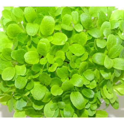 Microgreens de Lechuga Crujiente en Maceta Viva | Microvegetales Suaves, Frescos y Siempre Listos para Cortar