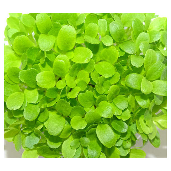 Microgreens de Lechuga Crujiente en Maceta Viva | Microvegetales Suaves, Frescos y Siempre Listos para Cortar