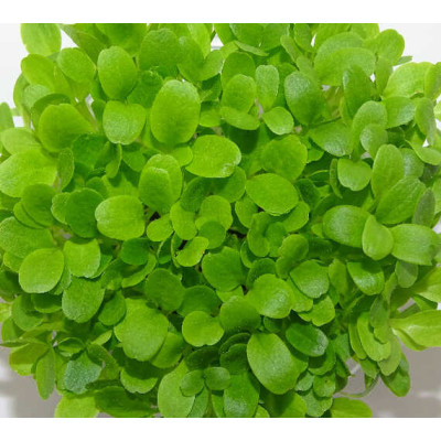 Microgreens de Lechuga Crujiente en Blíster Cortado | Microvegetales Suaves, Frescos y Listos para Consumir